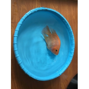 一般住宅建筑怎样做防水